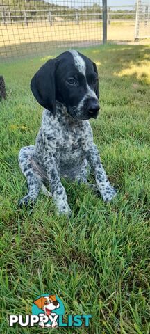 German Shorthaired Pointer