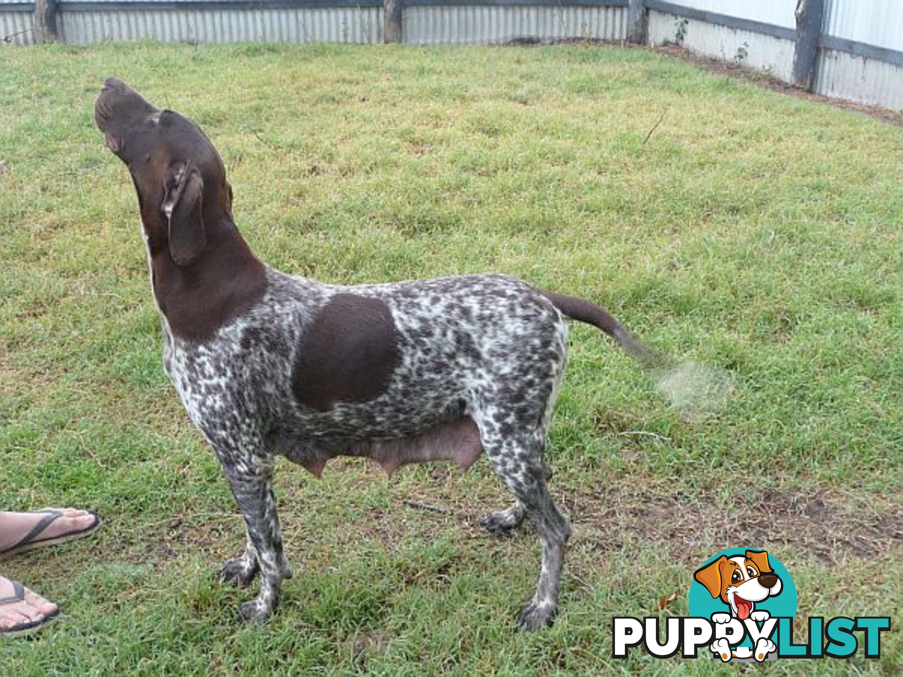 German Shorthaired Pointer