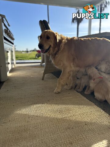 Purebred Golden Retriever adorable puppies