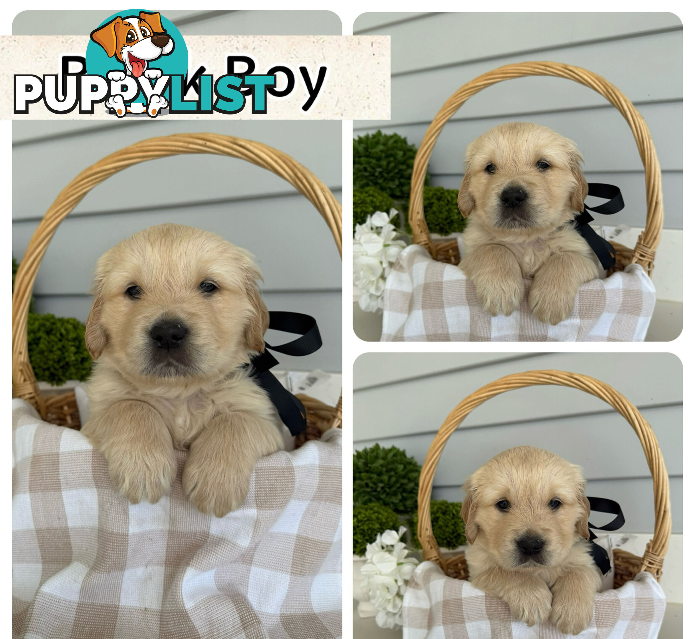 Purebred Golden Retriever adorable puppies