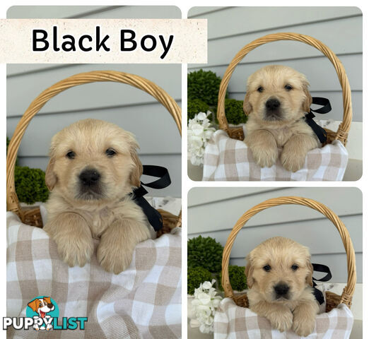 Purebred Golden Retriever adorable puppies