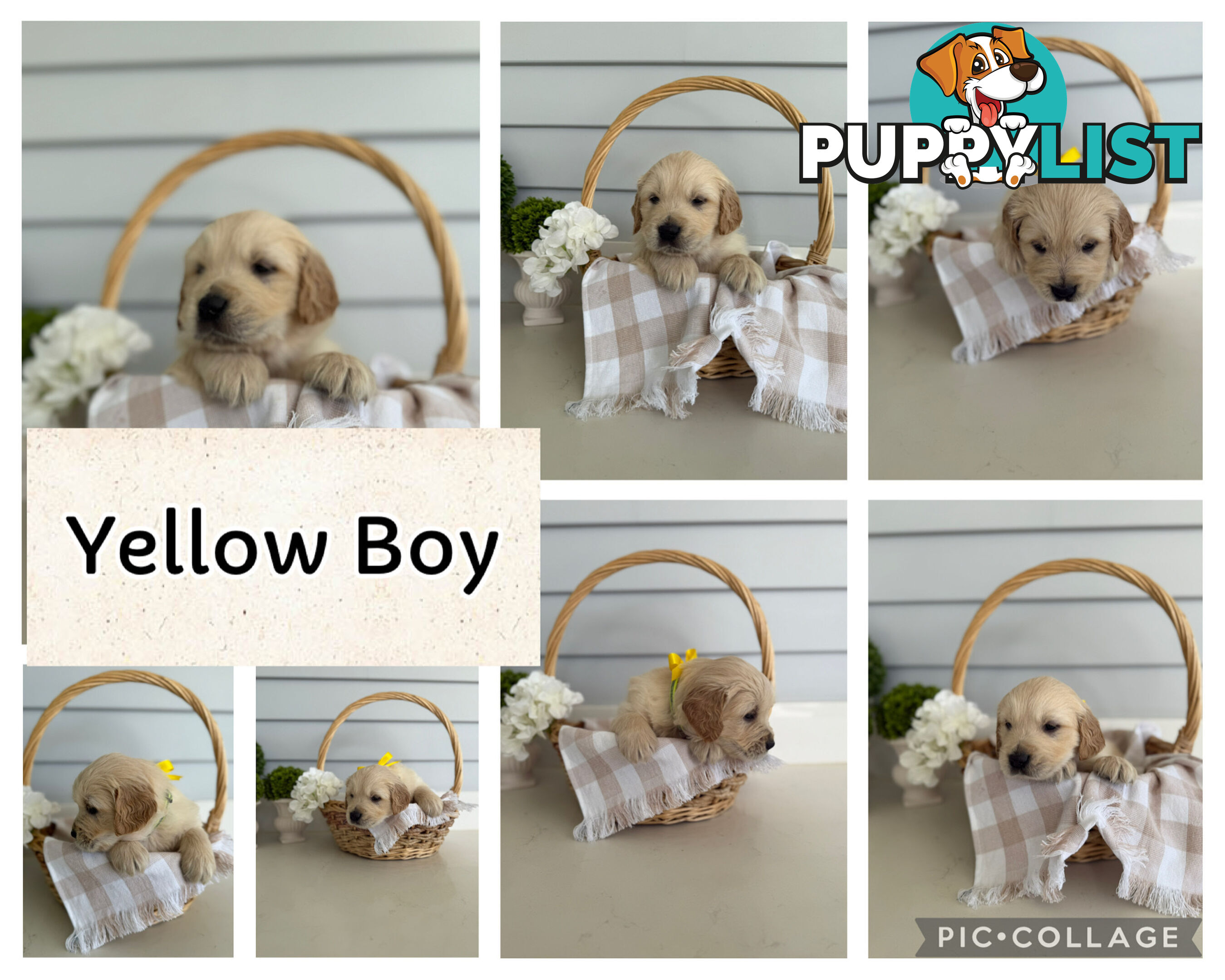 Purebred Golden Retriever adorable puppies