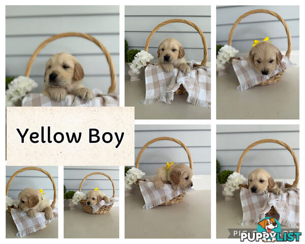 Purebred Golden Retriever adorable puppies