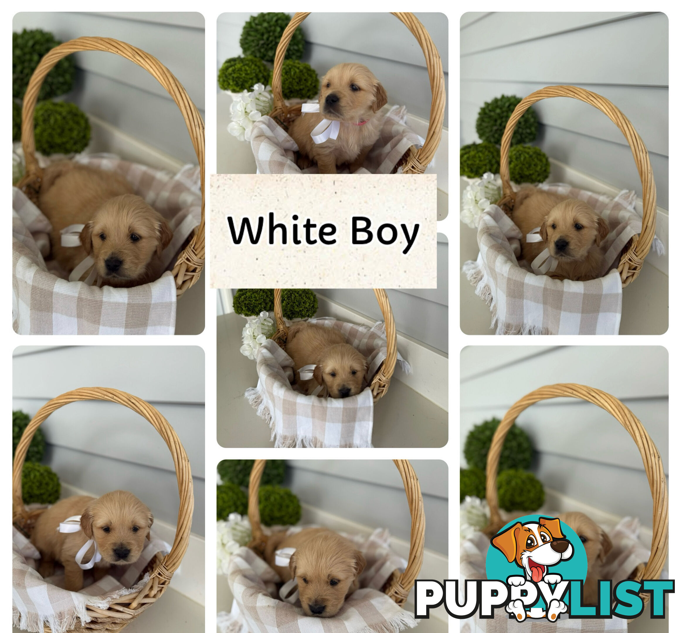 Purebred Golden Retriever adorable puppies