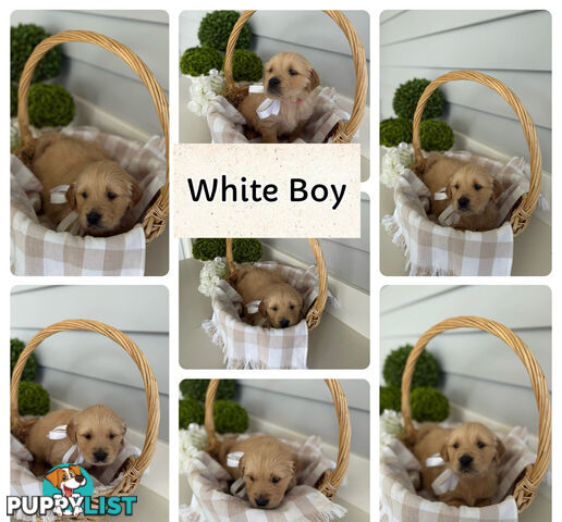 Purebred Golden Retriever adorable puppies