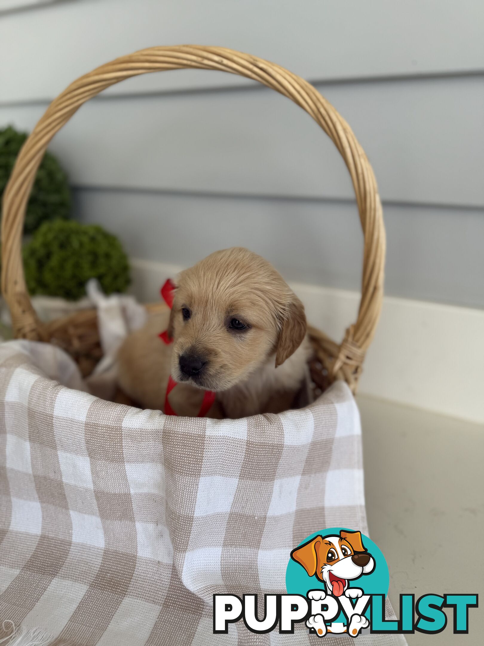 Purebred Golden Retriever adorable puppies