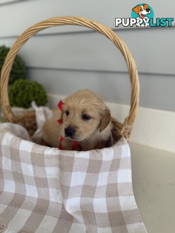 Purebred Golden Retriever adorable puppies