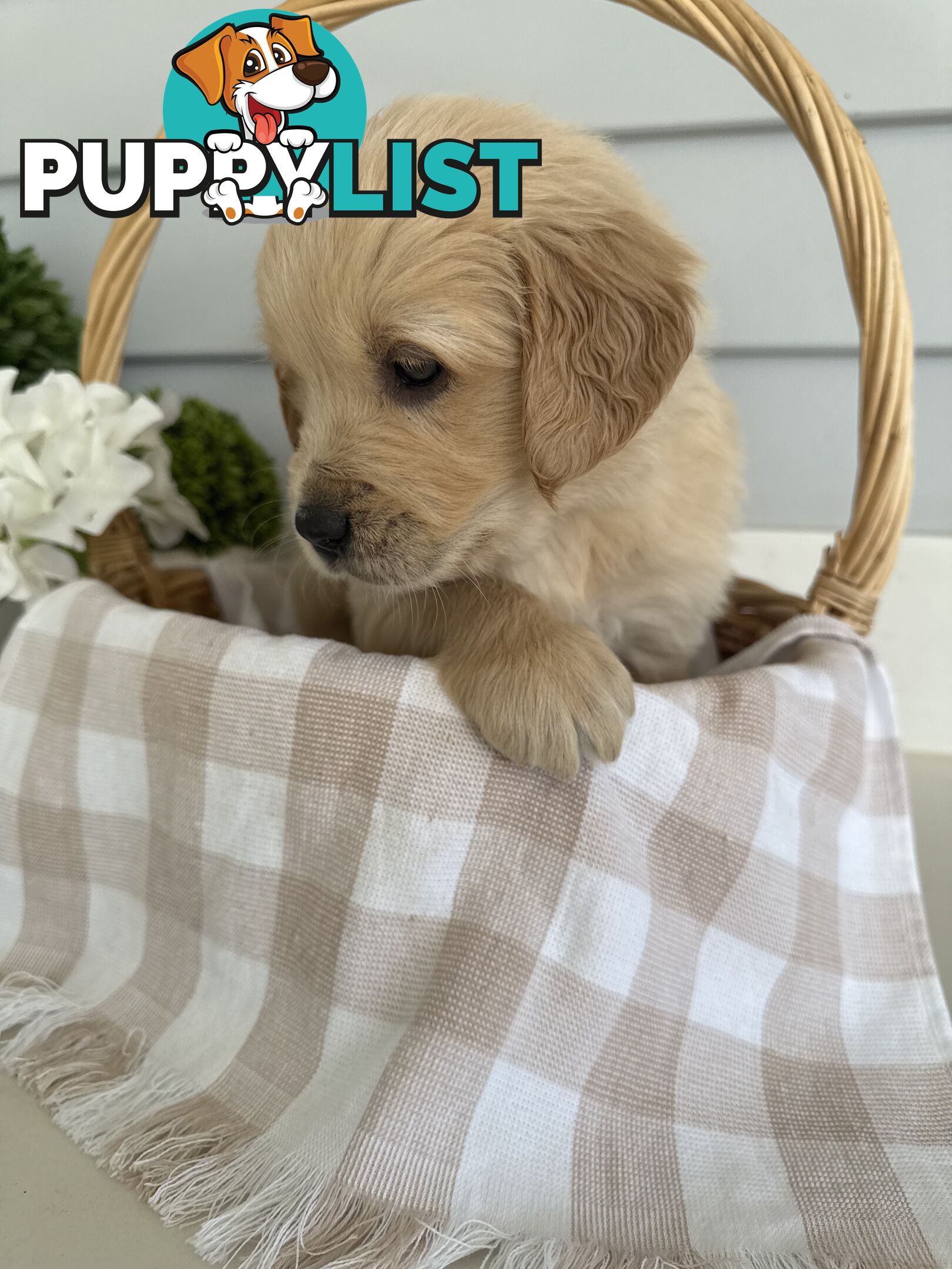 Purebred Golden Retriever adorable puppies