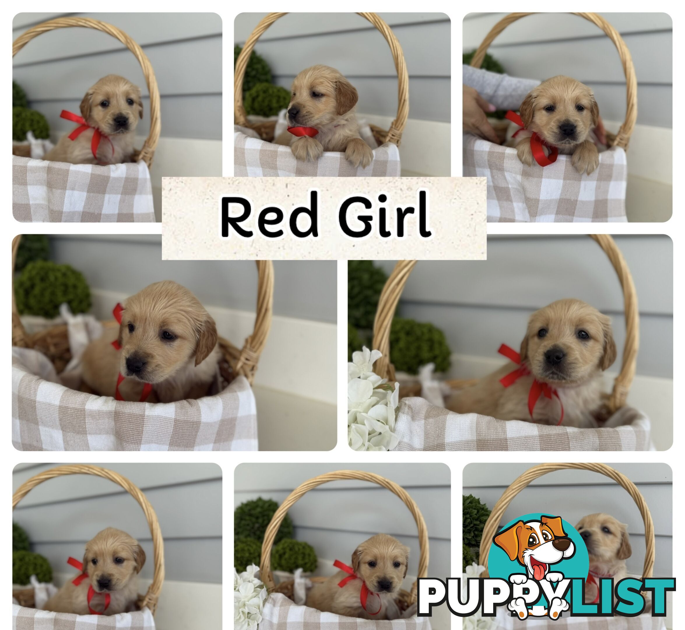 Purebred Golden Retriever adorable puppies