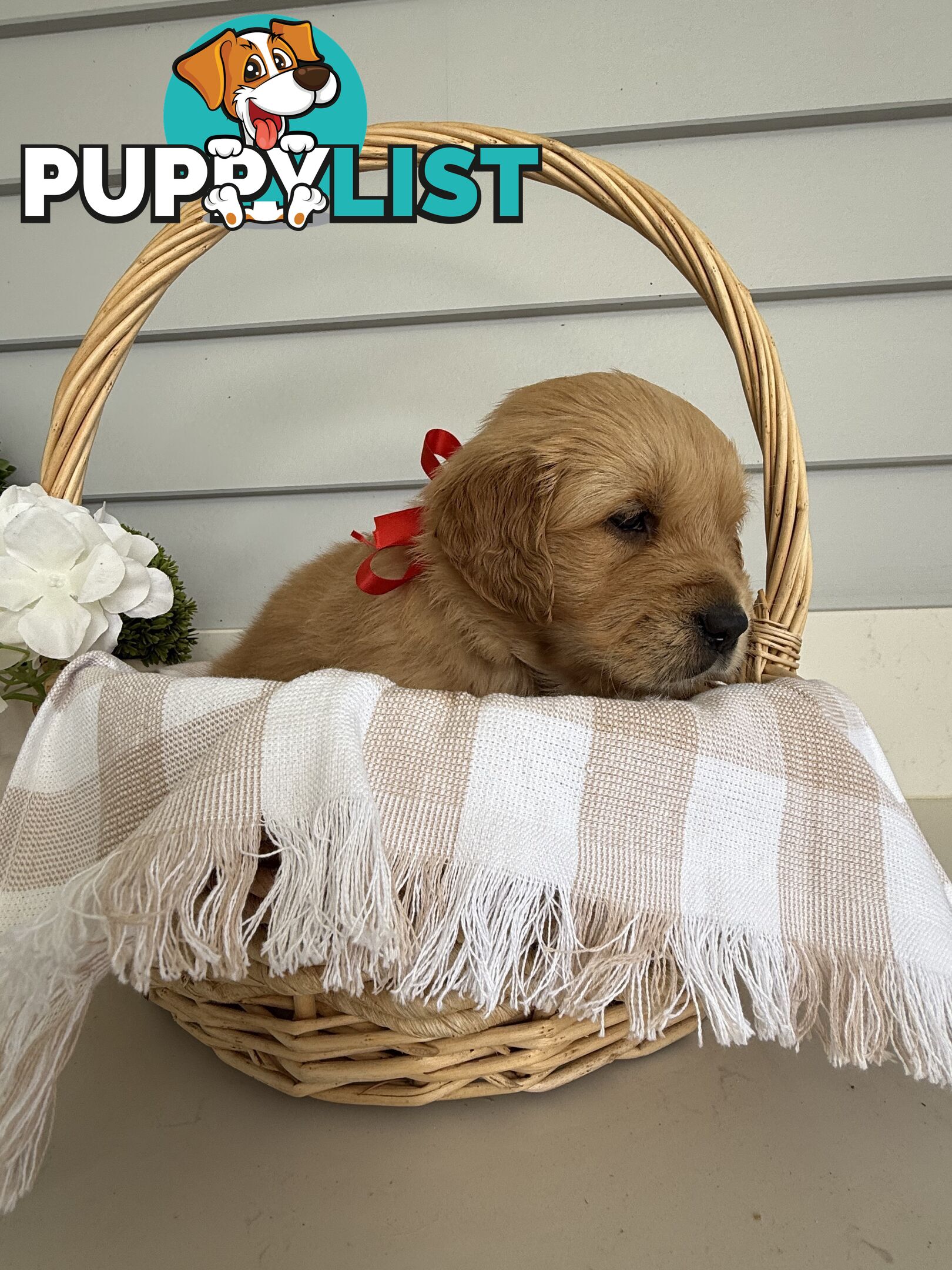 Purebred Golden Retriever adorable puppies