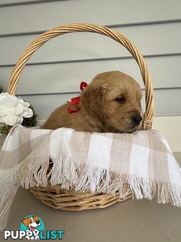 Purebred Golden Retriever adorable puppies