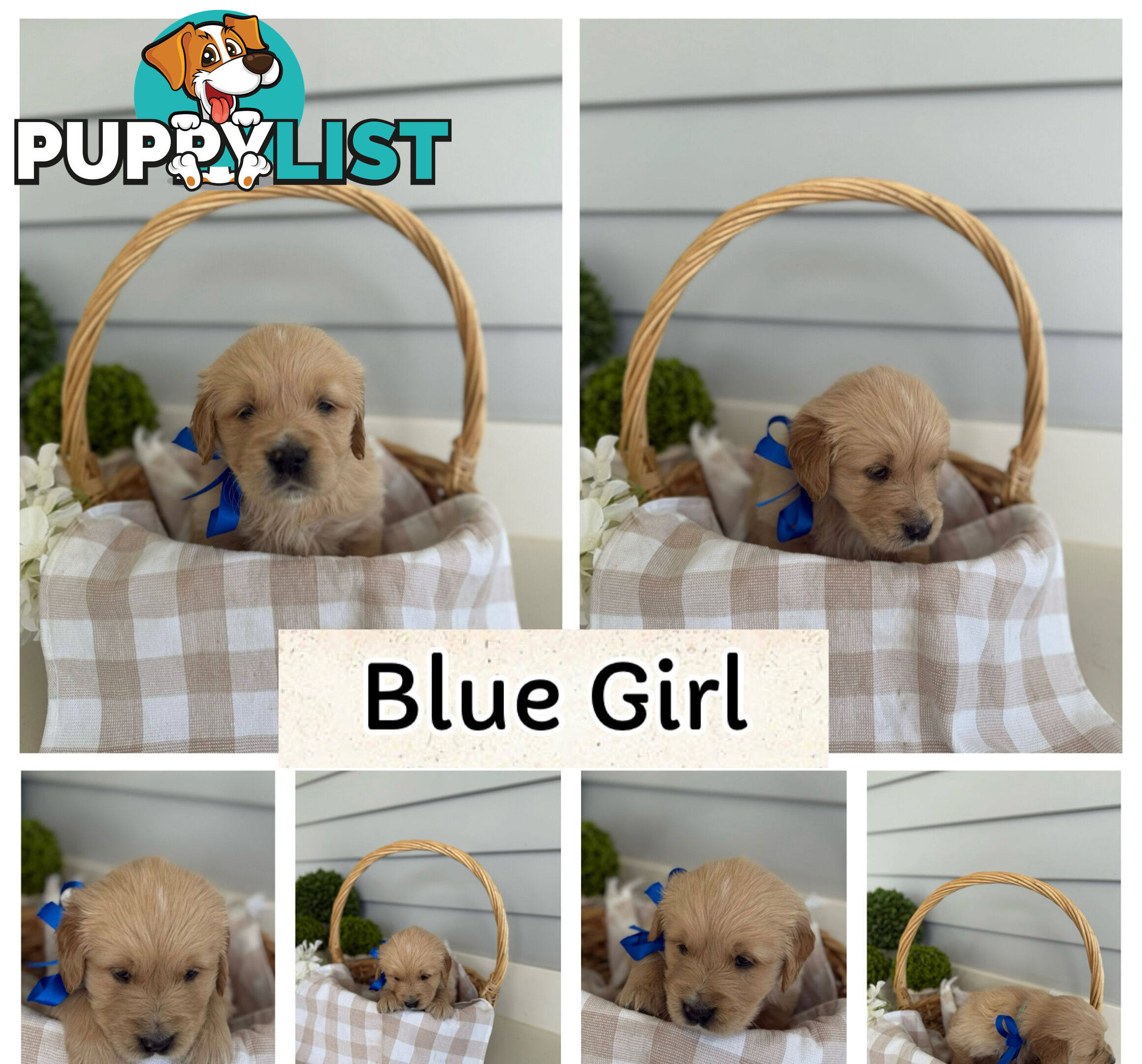 Purebred Golden Retriever adorable puppies