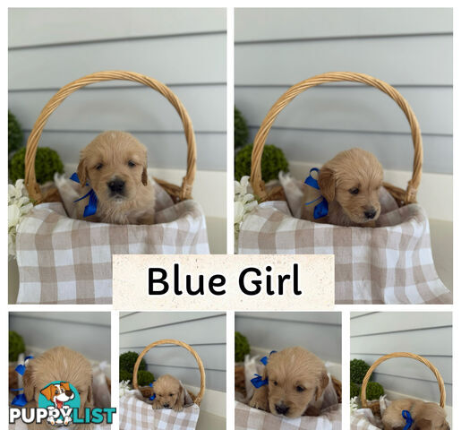 Purebred Golden Retriever adorable puppies