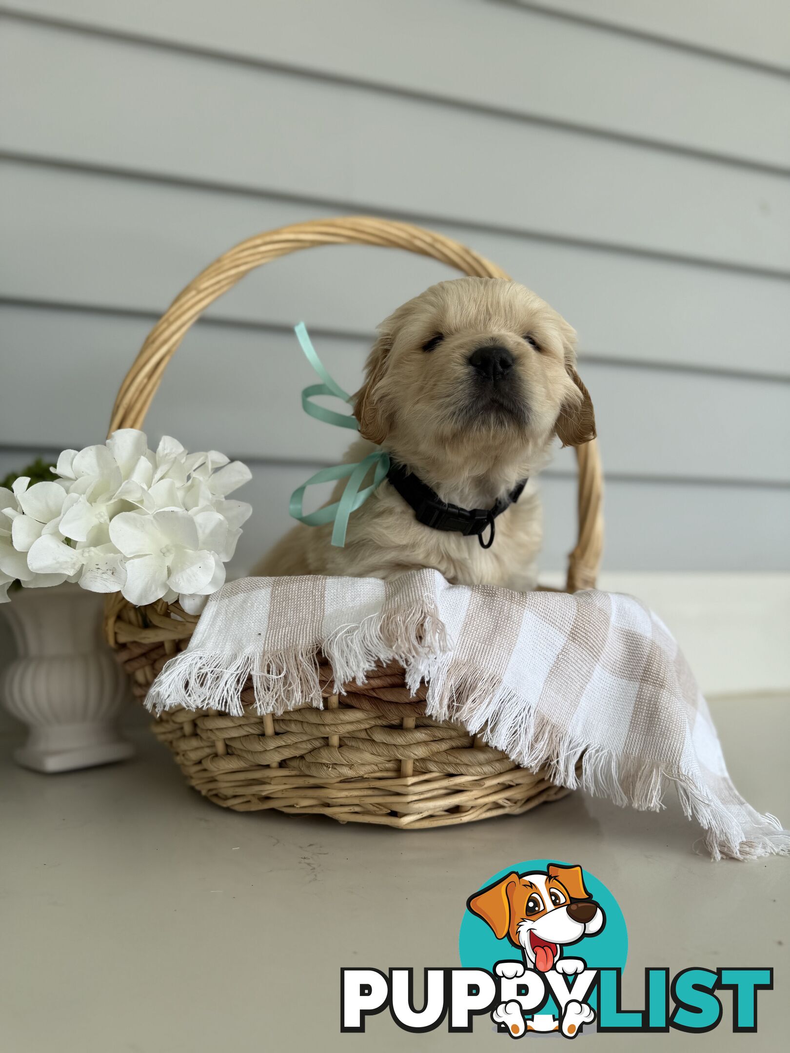 Purebred Golden Retriever adorable puppies