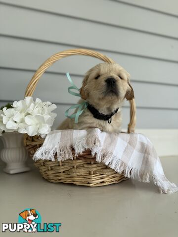 Purebred Golden Retriever adorable puppies