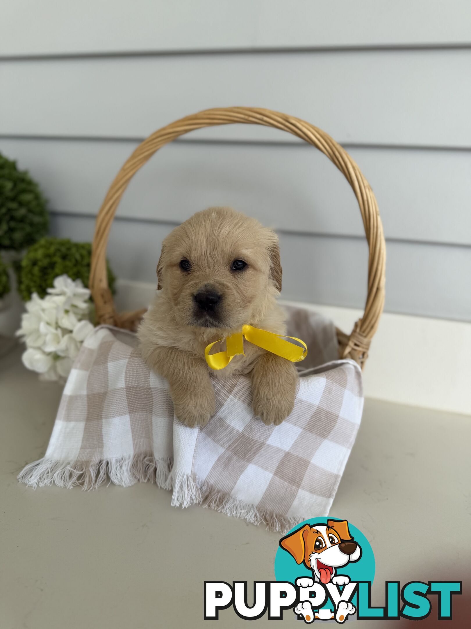 Purebred Golden Retriever adorable puppies