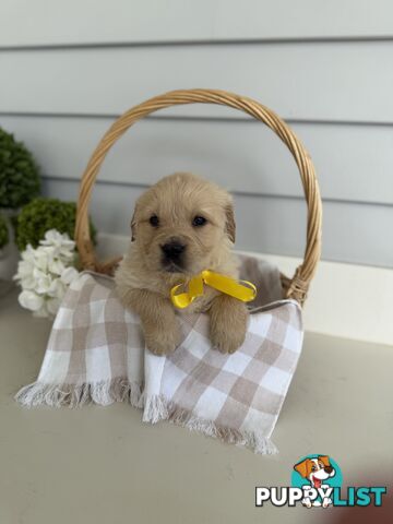 Purebred Golden Retriever adorable puppies