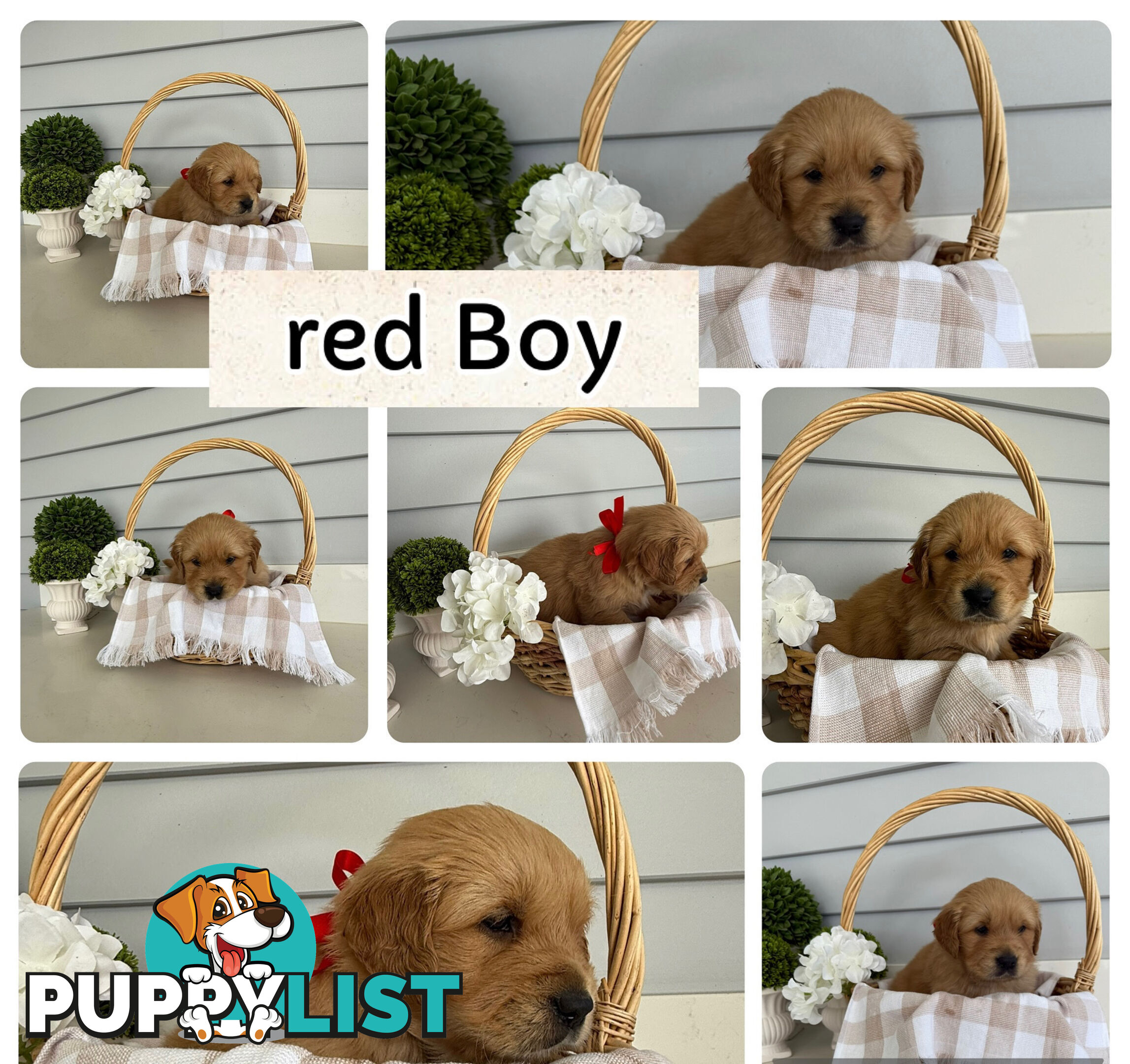 Purebred Golden Retriever adorable puppies