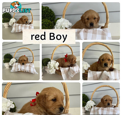 Purebred Golden Retriever adorable puppies