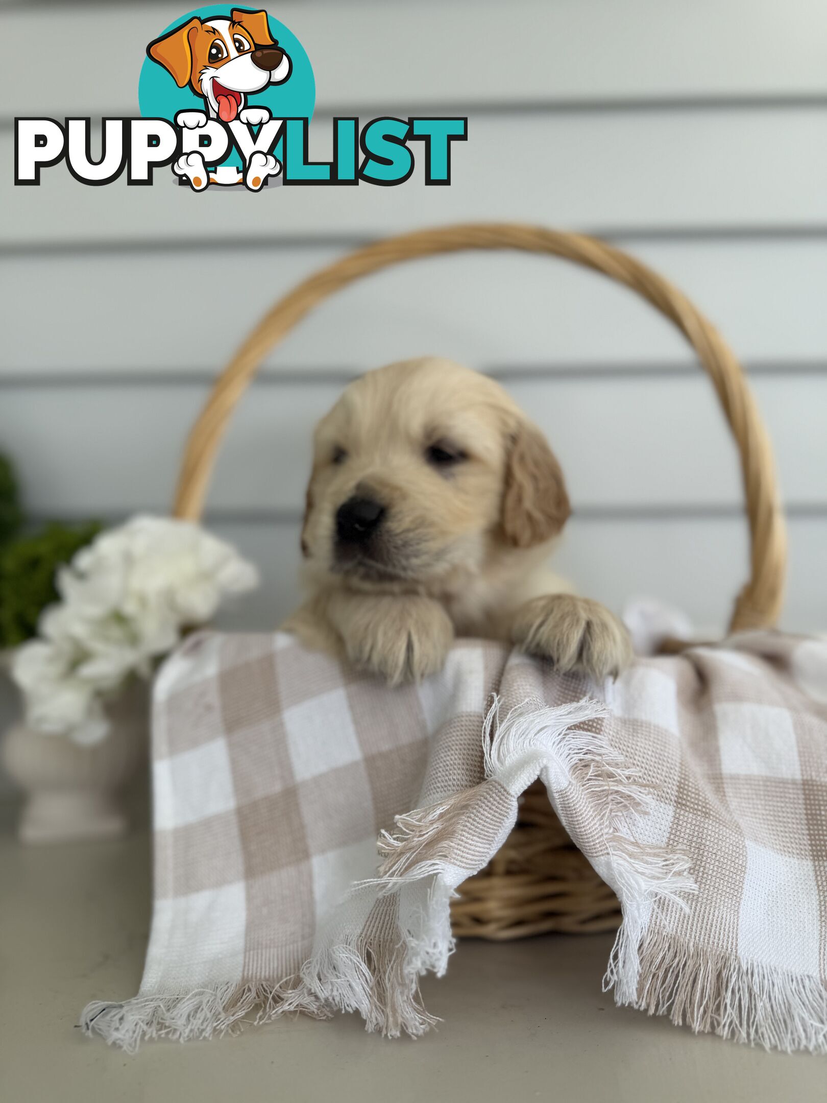 Purebred Golden Retriever adorable puppies
