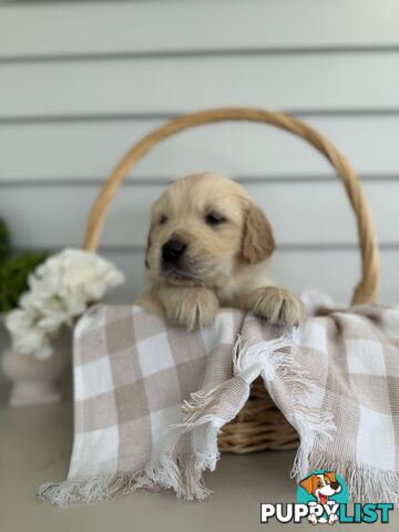 Purebred Golden Retriever adorable puppies