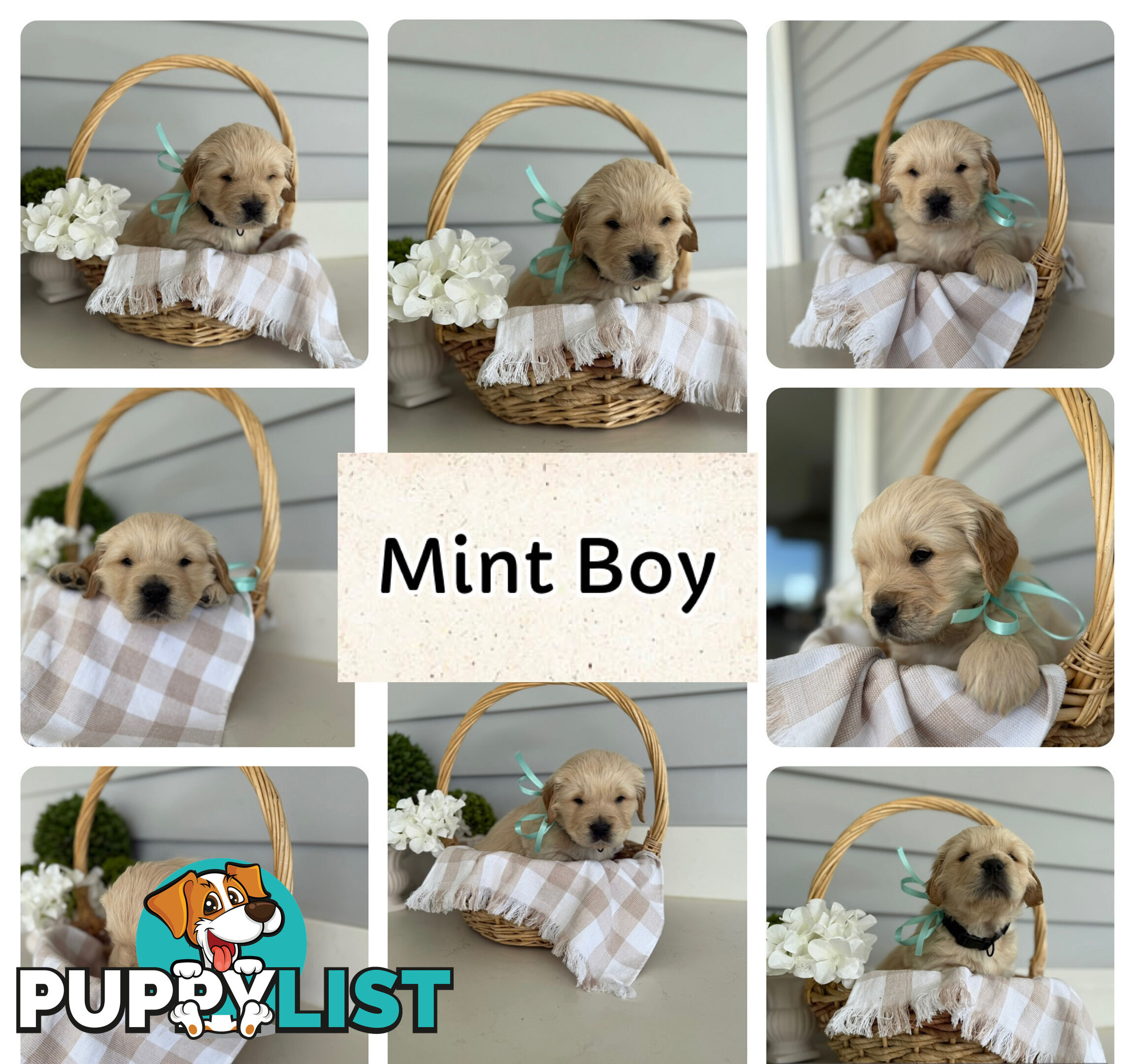Purebred Golden Retriever adorable puppies