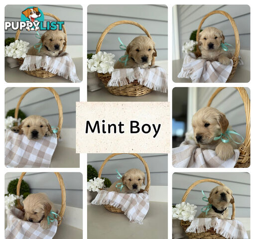 Purebred Golden Retriever adorable puppies