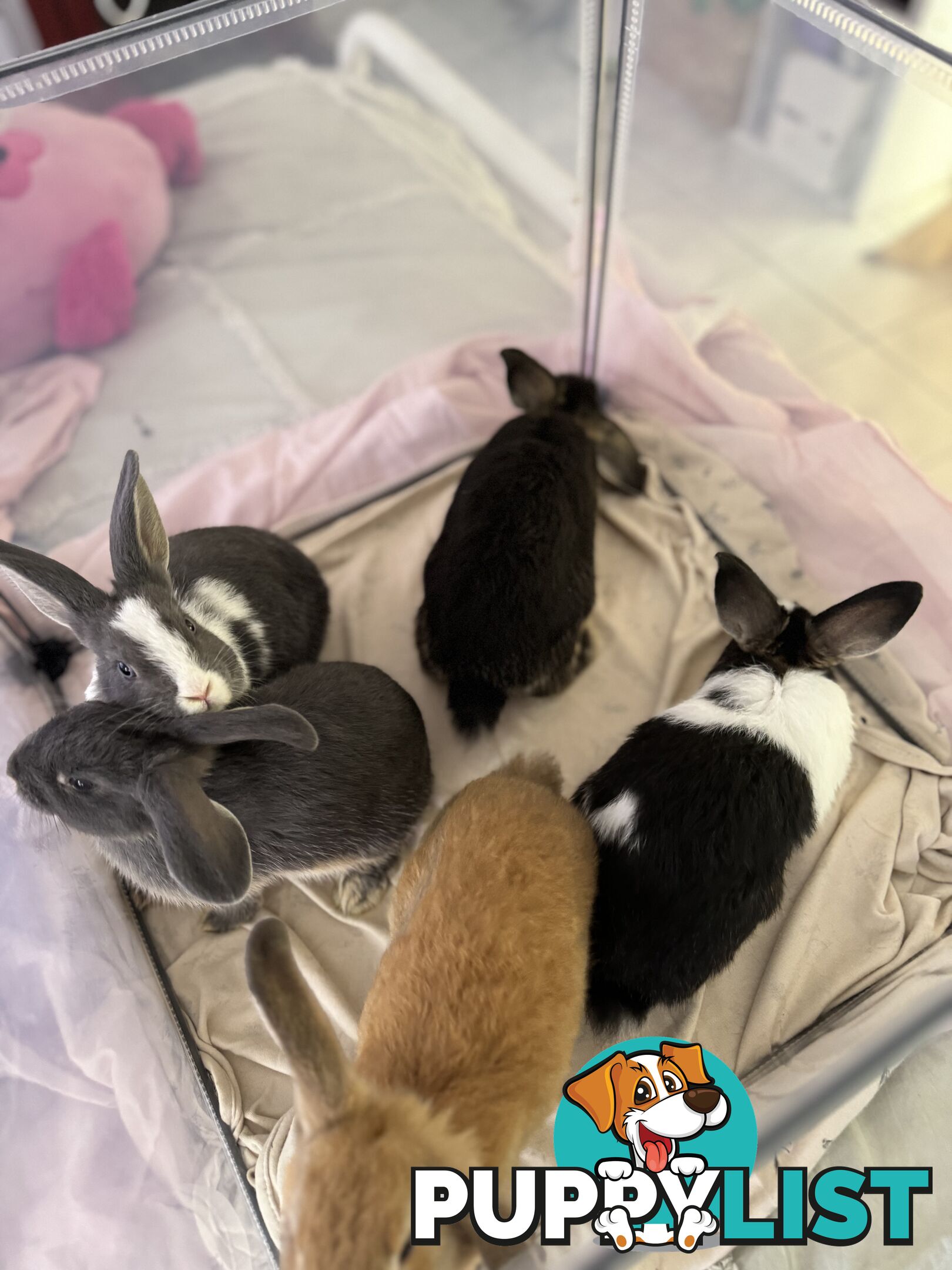 Mini Rex x mini lop