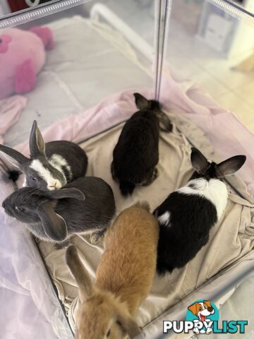 Mini Rex x mini lop