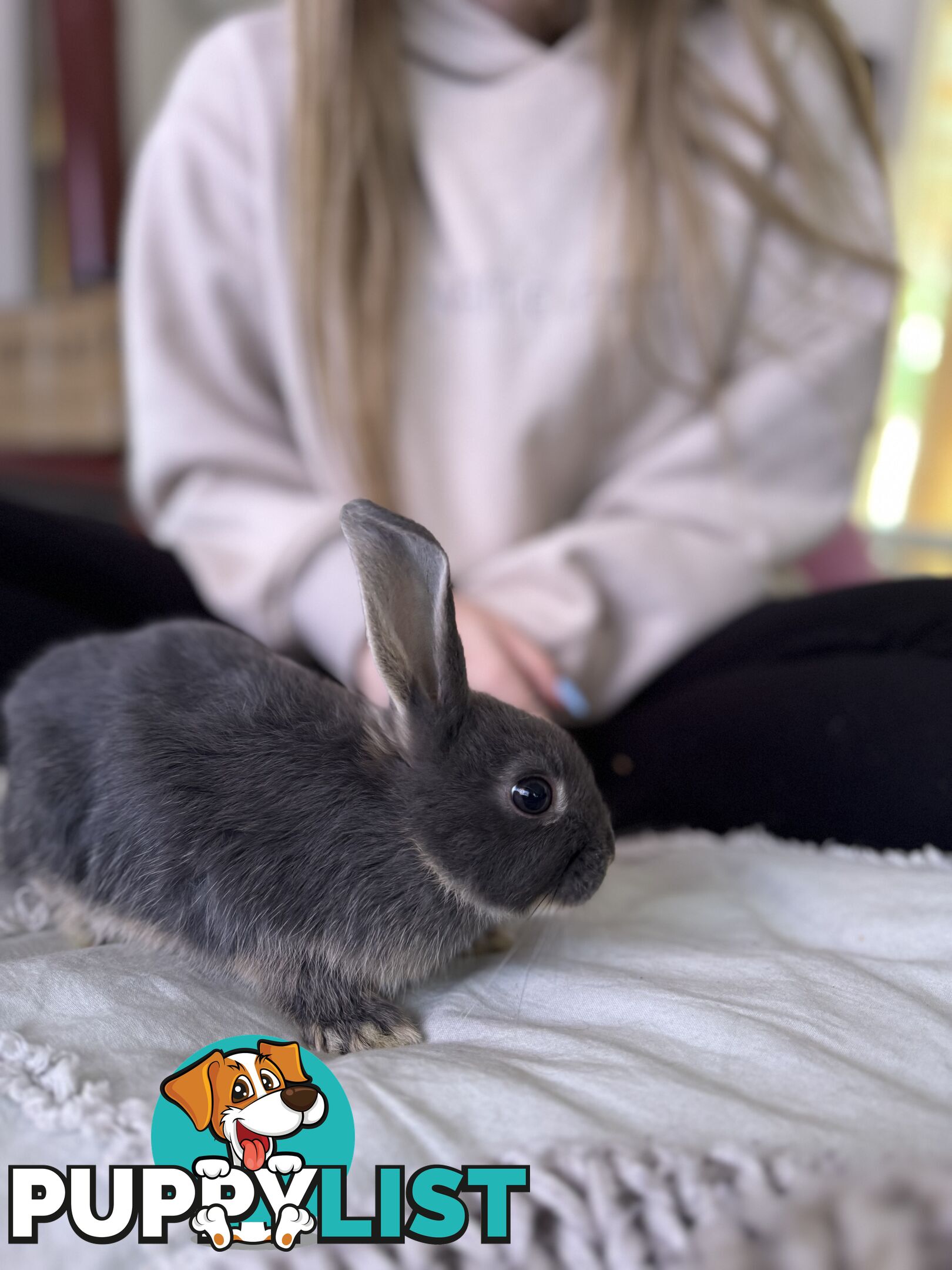 Mini Rex x mini lop