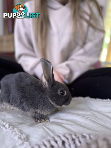 Mini Rex x mini lop