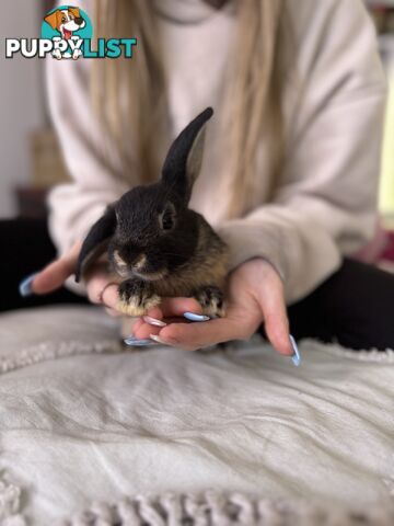 Mini Rex x mini lop