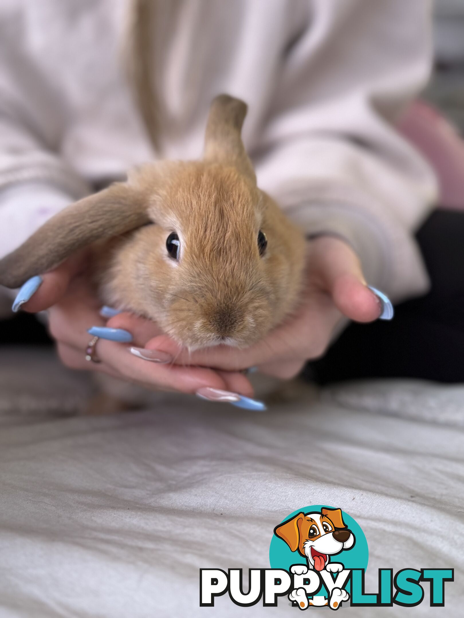 Mini Rex x mini lop