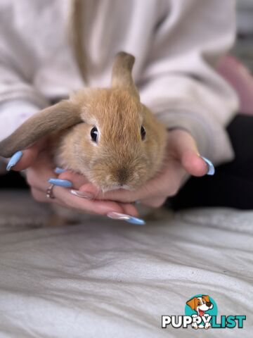 Mini Rex x mini lop