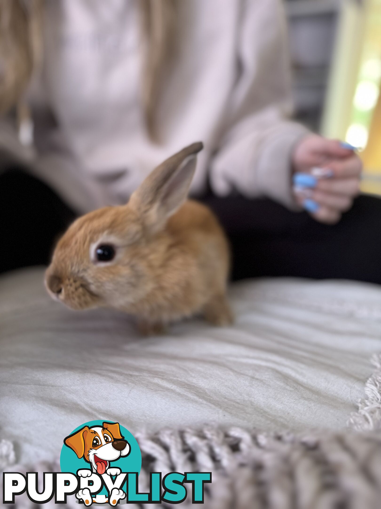 Mini Rex x mini lop