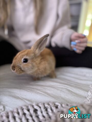 Mini Rex x mini lop