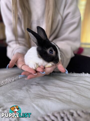 Mini Rex x mini lop