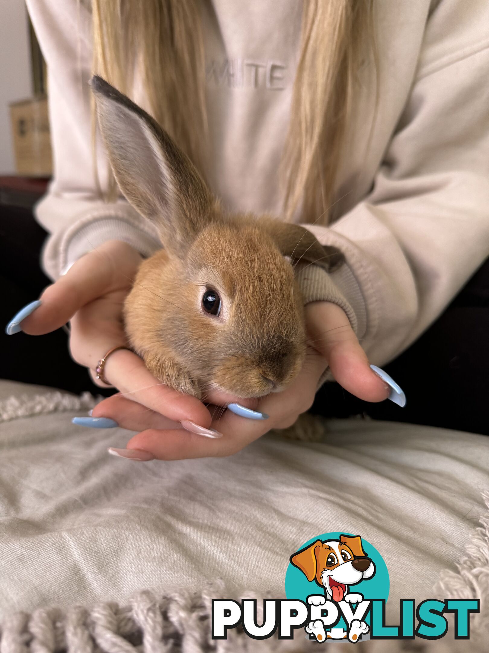 Mini Rex x mini lop