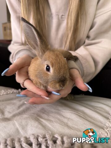 Mini Rex x mini lop