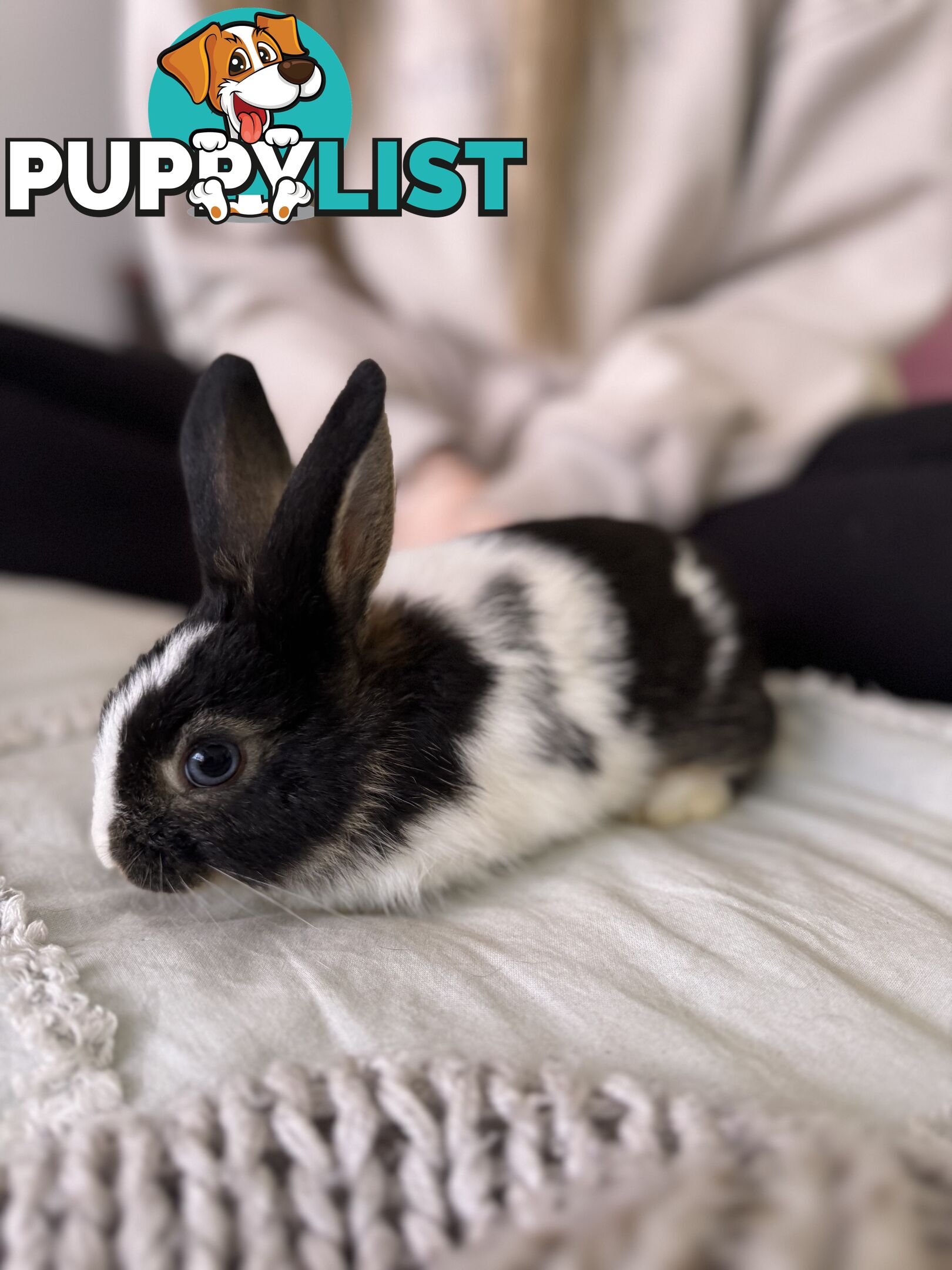 Mini Rex x mini lop