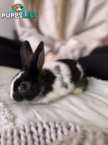 Mini Rex x mini lop