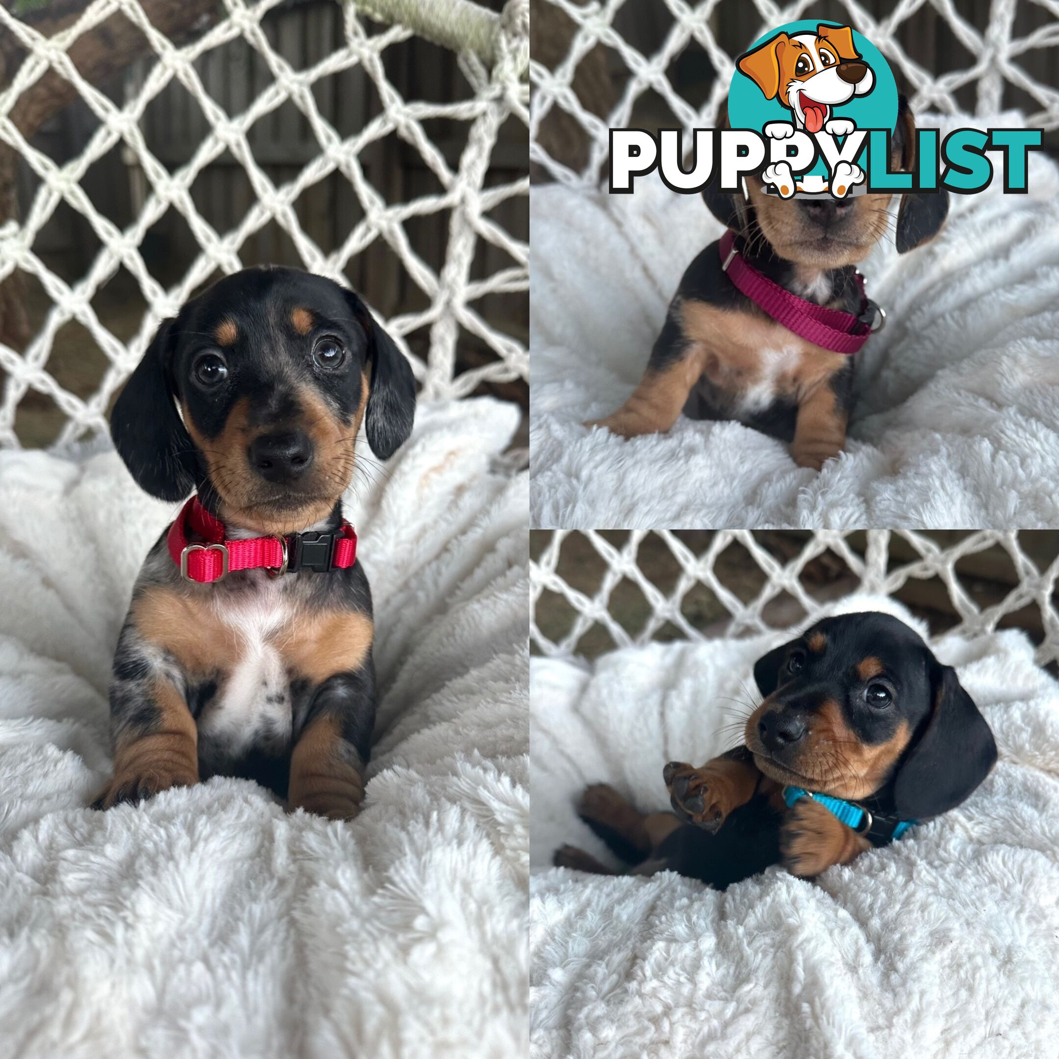 Miniature Dachshund Puppies Purebred