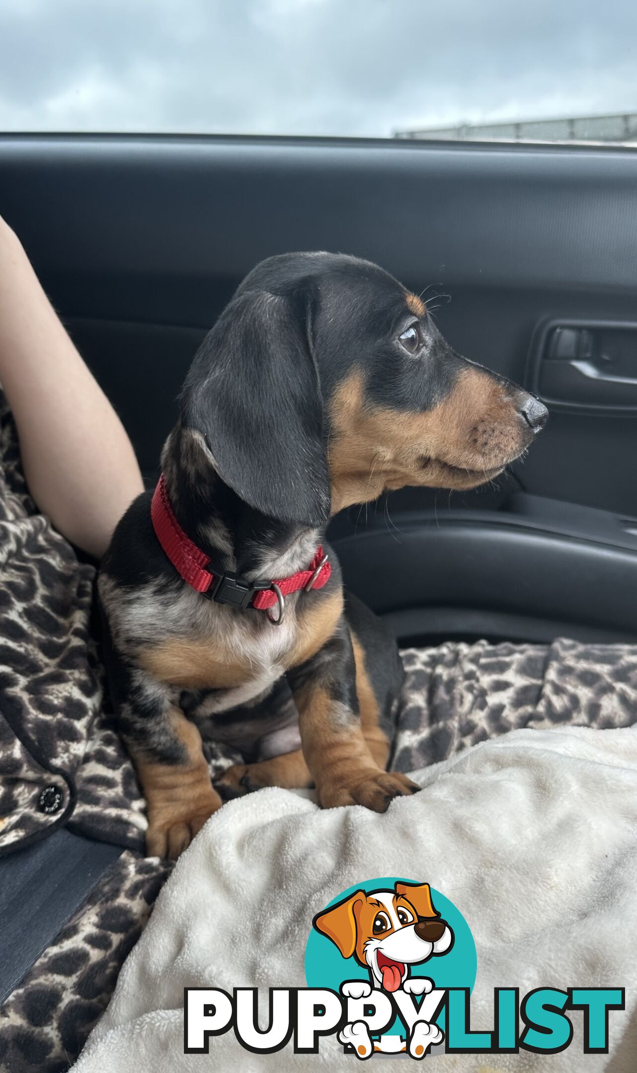 Miniature Dachshund Puppies Purebred