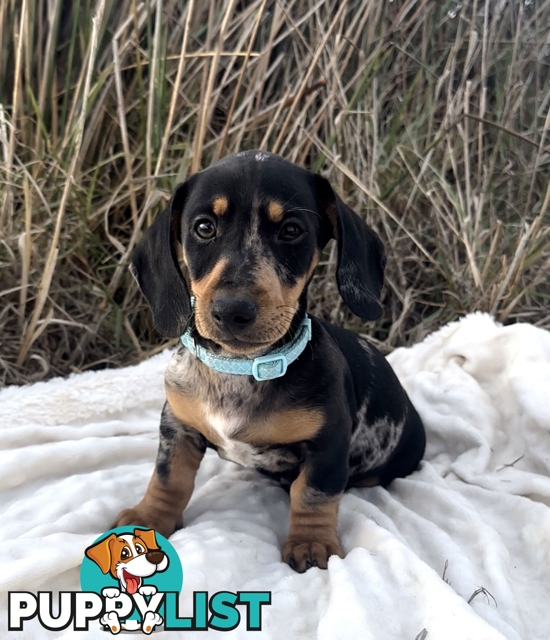 Miniature Dachshund Puppies Purebred