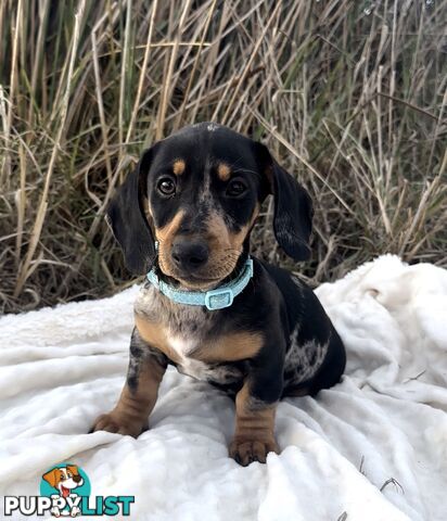 Miniature Dachshund Puppies Purebred