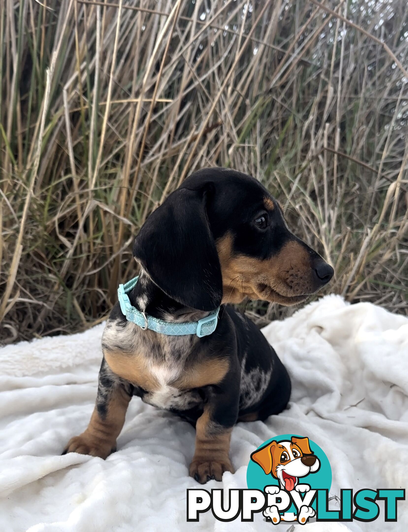Miniature Dachshund Puppies Purebred