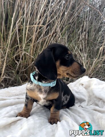 Miniature Dachshund Puppies Purebred