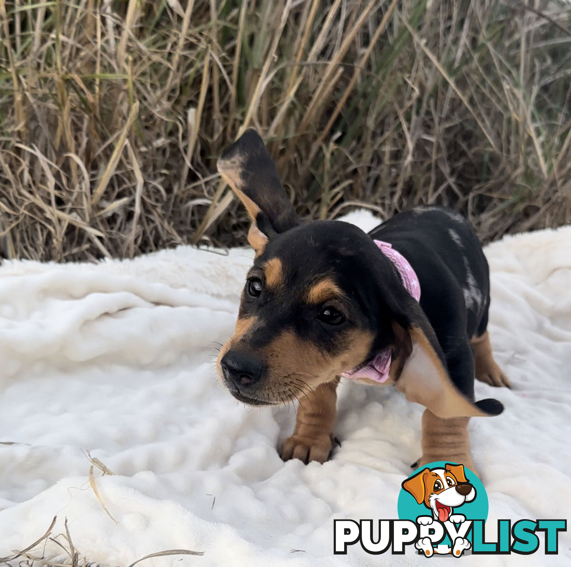 Miniature Dachshund Puppies Purebred