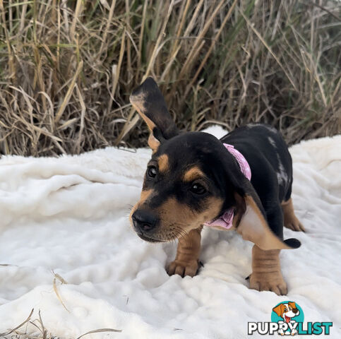 Miniature Dachshund Puppies Purebred