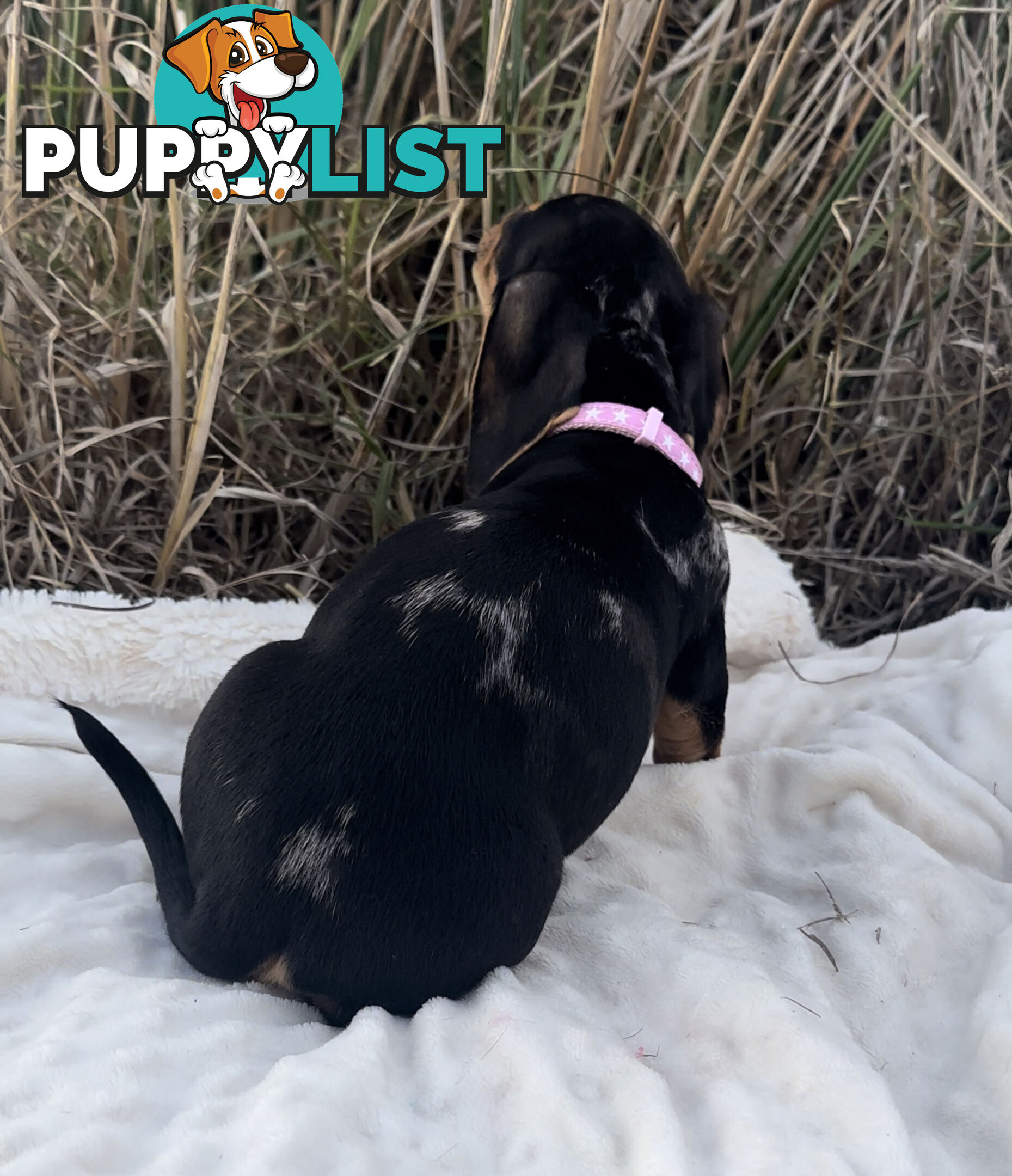 Miniature Dachshund Puppies Purebred